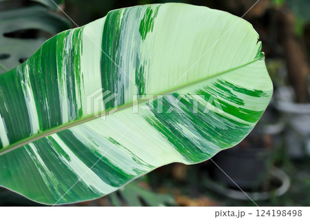 banana tree, bicolor banana plant or Kluai Namwa Dang, Musa ABB or Namwa Dang or new born banana or bicolor banana plant banana tree, bicolor banana plant or Kluai Namwa Dang, Musa ABB or Namwa Dang or new born banana or bicolor banana plant 124198498