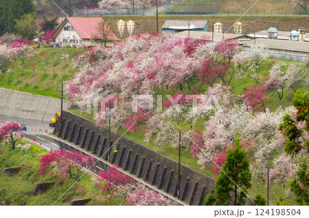 雨天の花桃の里 阿智村の静謐な風景【長野県】 124198504