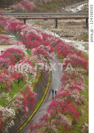 雨天の花桃の里 阿智村の静謐な風景【長野県】 雨天の花桃の里 阿智村の静謐な風景【長野県】 124198505