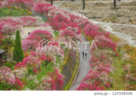 雨天の花桃の里 阿智村の静謐な風景【長野県】 124198506