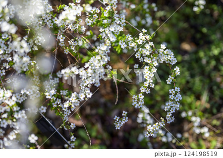 ユキヤナギの花 小さい花 白い花 春の花 124198519