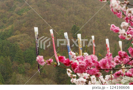 雨天の花桃の里 花桃と鯉のぼり　阿智村の静謐な風景－長野県 124198606