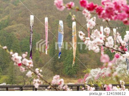 雨天の花桃の里 花桃と鯉のぼり 阿智村の静謐な風景-長野県 雨天の花桃の里 花桃と鯉のぼり 阿智村の静謐な風景-長野県 124198612