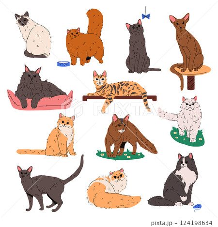 Set of domestic cat or feline breed. Vector purebred animal. British plush, maine coon, persian chinchilla, balinese or siamese, somali, devon rex, korat, marx or cymric, burmese. Fauna and zoology. Set of domestic cat or feline breed. Vector purebred animal. British plush, maine coon, persian chinchilla, balinese or siamese, somali, devon rex, korat, marx or cymric, burmese. Fauna and zoology. 124198634