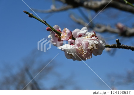 咲き始めた桜 124198637