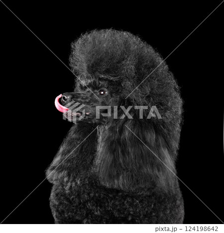 Beautiful black poodle licks 124198642