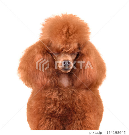 Sleeping cute poodle Sleeping cute poodle 124198645