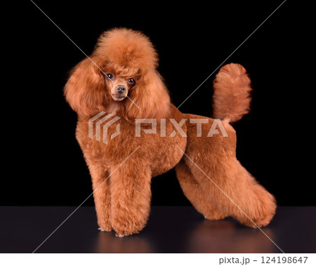 Standing apricot toy poodle 124198647