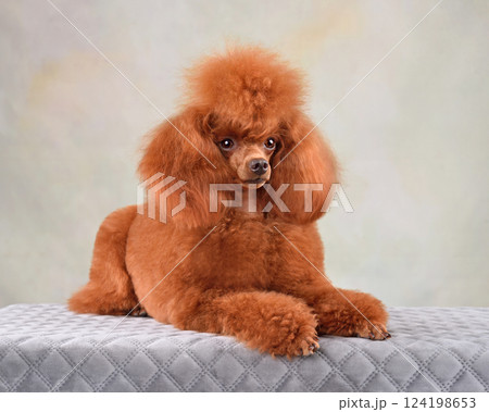 Resting small dog Resting small dog 124198653