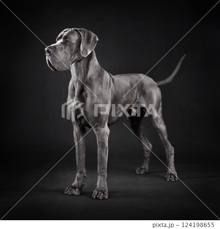 Standing Great Dane dog 124198655