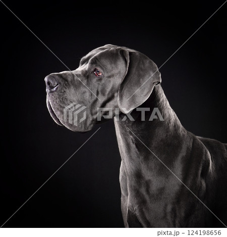 Great Dan dog with uncropped ears 124198656