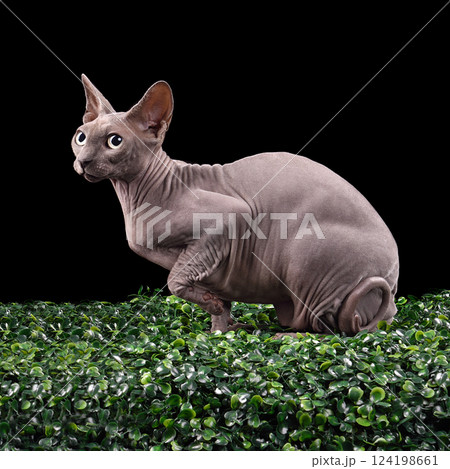 Studio shot of sphynx cat Studio shot of sphynx cat 124198661