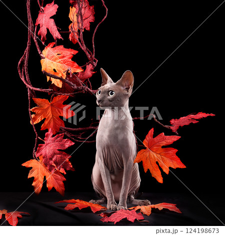 Sitting elegant sphynx cat 124198673