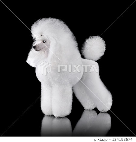 Beautiful white toy poodle Beautiful white toy poodle 124198674