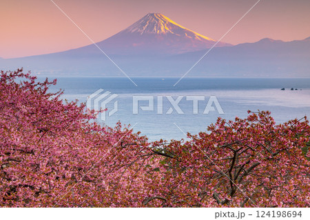 静岡県沼津市井田 斜面の満開の早咲き河津桜と駿河湾越しの朝焼けの冠雪した紅富士の景色 静岡県沼津市井田 斜面の満開の早咲き河津桜と駿河湾越しの朝焼けの冠雪した紅富士の景色 124198694