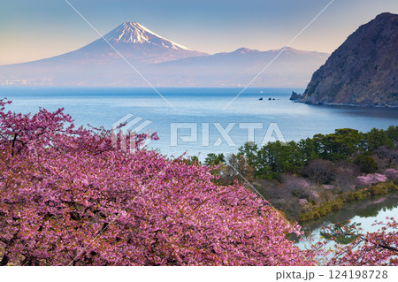 静岡県沼津市井田　斜面の満開の早咲き河津桜と駿河湾越しの早朝の冠雪した紅富士の景色 124198728
