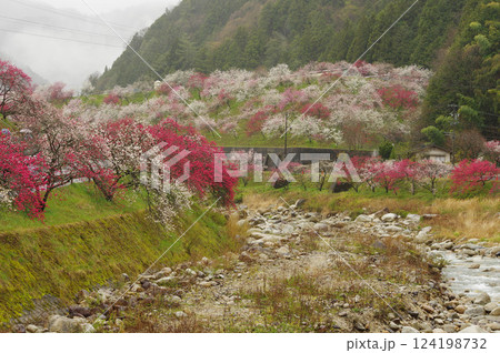 雨に濡れた花桃 雨の日も美しい 阿智村の花桃の里【長野県】 雨に濡れた花桃 雨の日も美しい 阿智村の花桃の里【長野県】 124198732