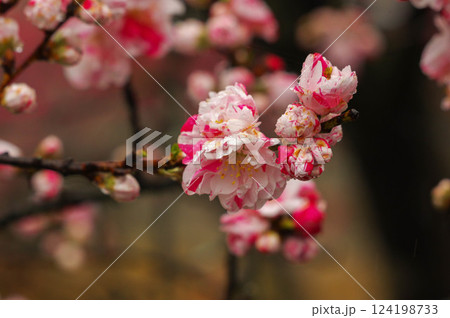 雨に濡れた花桃　雨の日も美しい 阿智村の花桃の里【長野県】 124198733