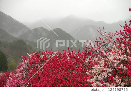 雨に濡れた花桃　雨の日も美しい 阿智村の花桃の里【長野県】 124198736