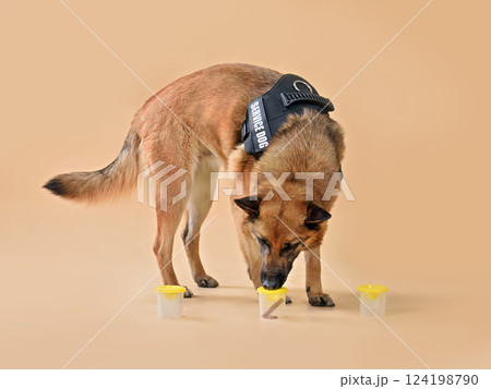 Malinois belgian shepherd working with nose Malinois belgian shepherd working with nose 124198790