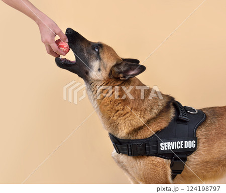 Trainig with dog with red ball Trainig with dog with red ball 124198797