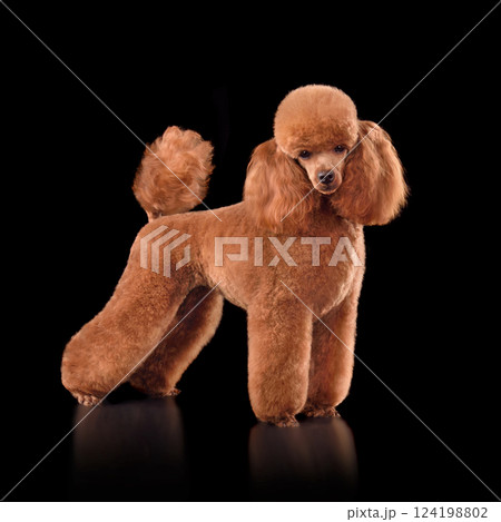 Beautiful red toy poodle 124198802