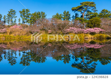 静岡県沼津市井田 明神池周辺の河津桜並木と水面の水鏡 静岡県沼津市井田 明神池周辺の河津桜並木と水面の水鏡 124198828