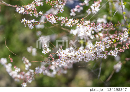 ユキヤナギ フジノピンキー 春の花 春色 ユキヤナギ フジノピンキー 春の花 春色 124198847