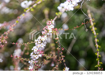 ユキヤナギ フジノピンキー 春の花 春色 ユキヤナギ フジノピンキー 春の花 春色 124198853