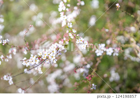 ユキヤナギ フジノピンキー 春の花 春色 ユキヤナギ フジノピンキー 春の花 春色 124198857
