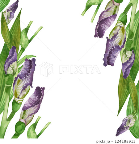 Irises, iris buds and green leaves are arranged in a square frame. All objects are hand-painted with watercolors and are suitable for postcards, invitations, packaging of cosmetics. Spring postcard. 124198913