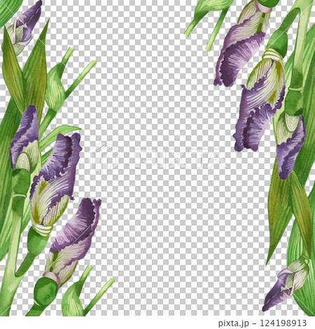 Irises, iris buds and green leaves are arranged in a square frame. All objects are hand-painted with watercolors and are suitable for postcards, invitations, packaging of cosmetics. Spring postcard. 124198913