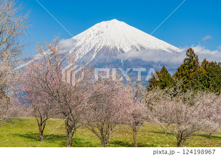 【静岡県】白糸自然公園の梅園越しに富士山 【静岡県】白糸自然公園の梅園越しに富士山 124198967