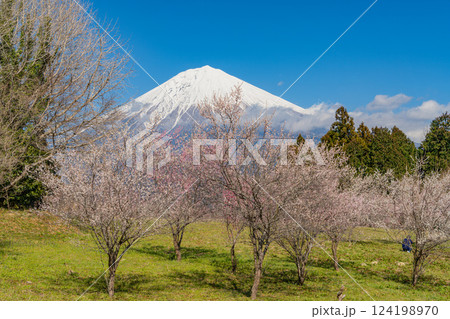 【静岡県】白糸自然公園の梅園越しに富士山 124198970