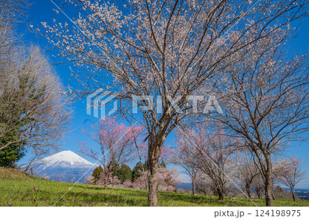 【静岡県】白糸自然公園の梅園越しに富士山 【静岡県】白糸自然公園の梅園越しに富士山 124198975