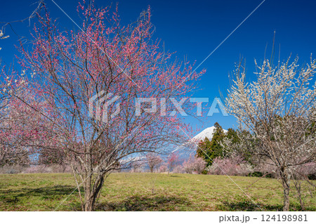 【静岡県】白糸自然公園の梅園越しに富士山 124198981