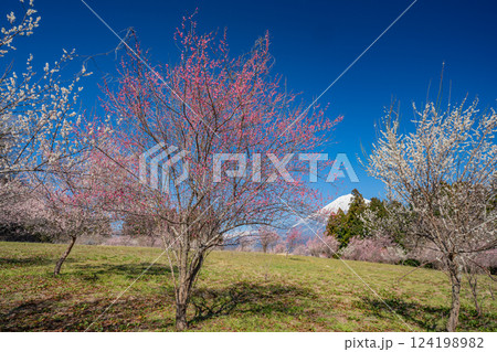 【静岡県】白糸自然公園の梅園越しに富士山 124198982