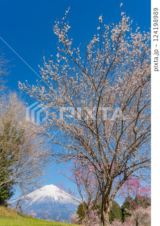 【静岡県】白糸自然公園の梅園越しに富士山 124198989