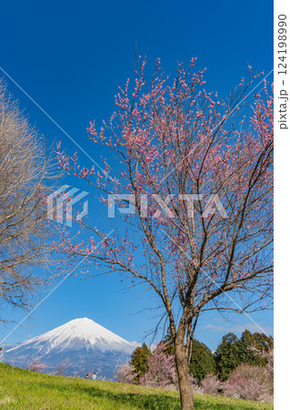 【静岡県】白糸自然公園の梅園越しに富士山 124198990