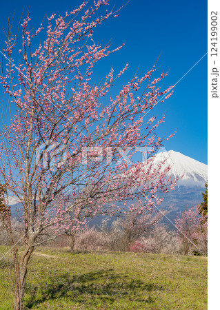 【静岡県】白糸自然公園の梅園越しに富士山 124199002