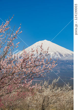 【静岡県】白糸自然公園の梅園越しに富士山 【静岡県】白糸自然公園の梅園越しに富士山 124199003