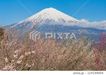 【静岡県】白糸自然公園の梅園越しに富士山 124199004