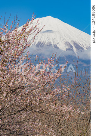 【静岡県】白糸自然公園の梅園越しに富士山 124199006