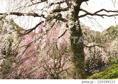 長興山　紹太寺 　枝垂れ桜 124199113