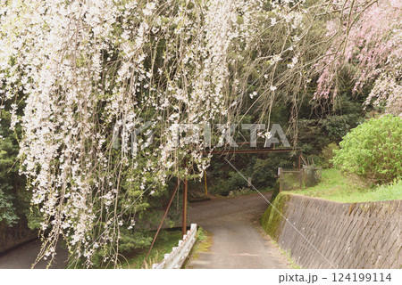 長興山 紹太寺 枝垂れ桜 長興山 紹太寺 枝垂れ桜 124199114
