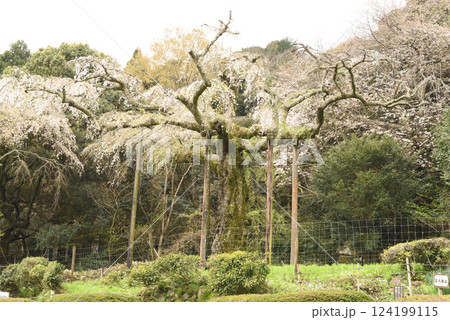 長興山 紹太寺 枝垂れ桜 長興山 紹太寺 枝垂れ桜 124199115