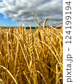 Agricultural wheat field under blue sky. Rich harvest theme. Rural autumn landscape with ripe golden wheat. 124199194