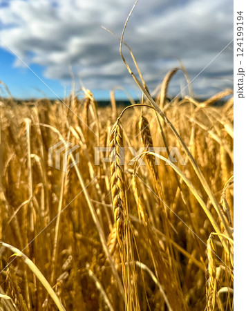 Agricultural wheat field under blue sky. Rich harvest theme. Rural autumn landscape with ripe golden wheat. Agricultural wheat field under blue sky. Rich harvest theme. Rural autumn landscape with ripe golden wheat. 124199194