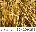 Wheat field. Ears of golden wheat close up. Beautiful Nature Sunset Landscape. Rural Scenery under Shining Sunlight. Background of ripening ears of meadow wheat field. Rich harvest Concept 124199198