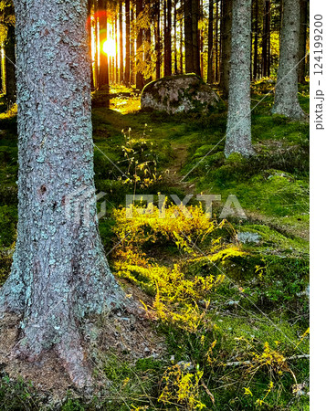 Sunlit forest pathway, golden leaves, pine trees, serene nature scene, soft sunlight rays, tranquil outdoor setting. 124199200